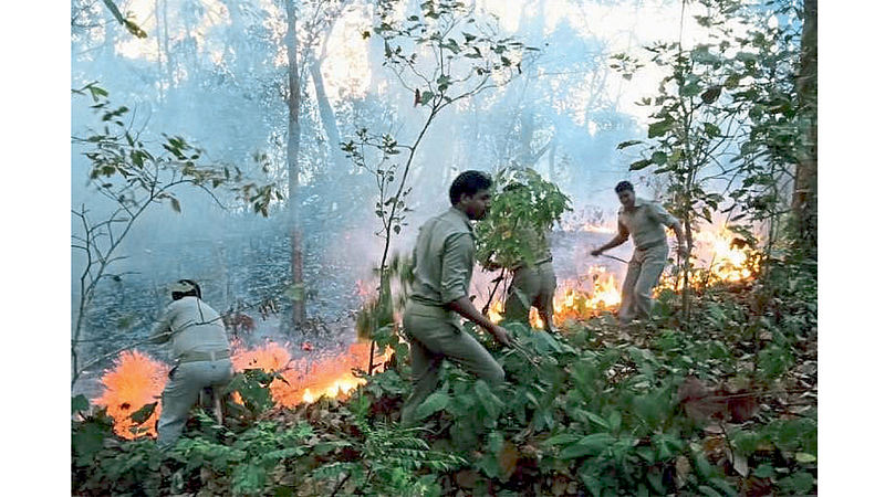 Forest Fire