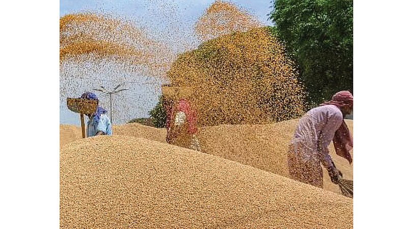 Wheat