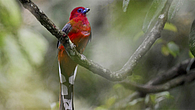red headed trogon red headed trogon