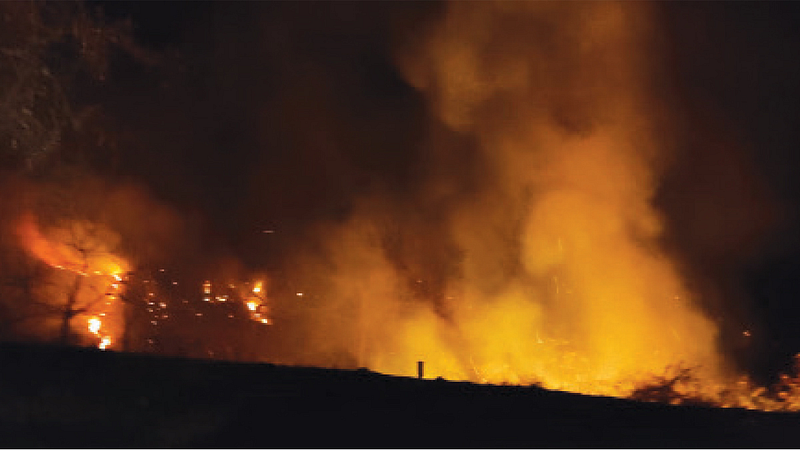 Forest Fire