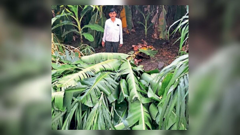 Nanded Pre monsoon rains loss bananas farm