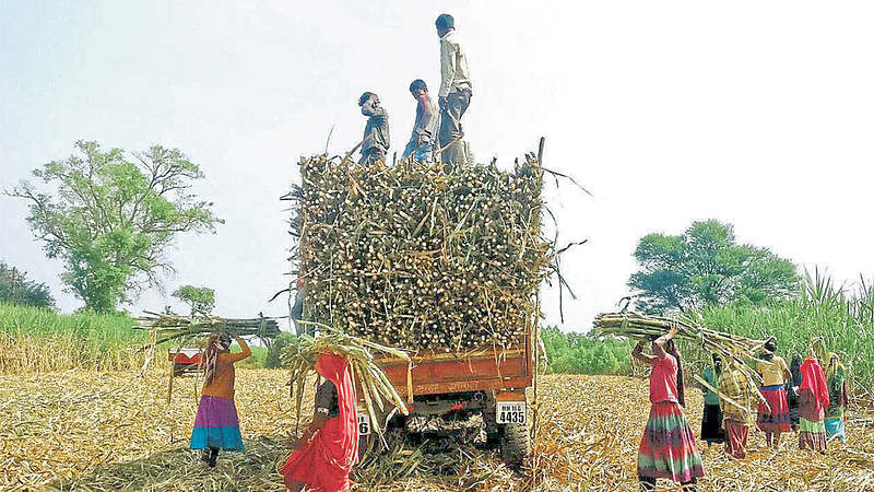 Sugarcane