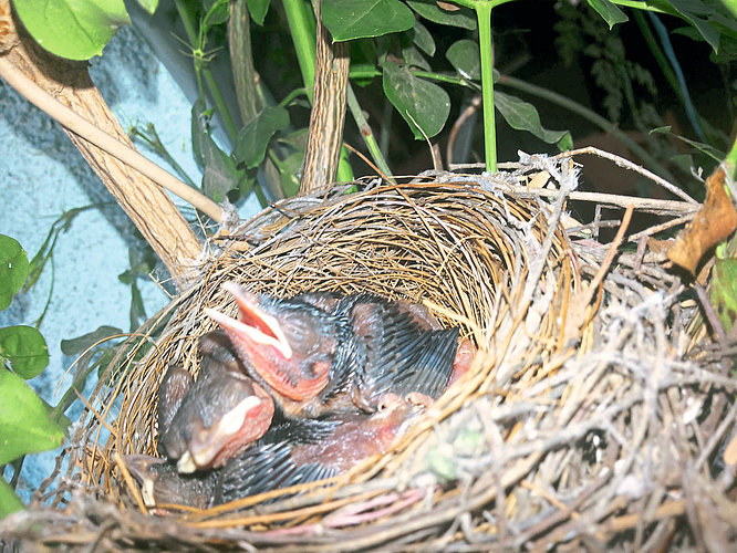 निसर्गातील बदलाने दिसू लागले पक्षी