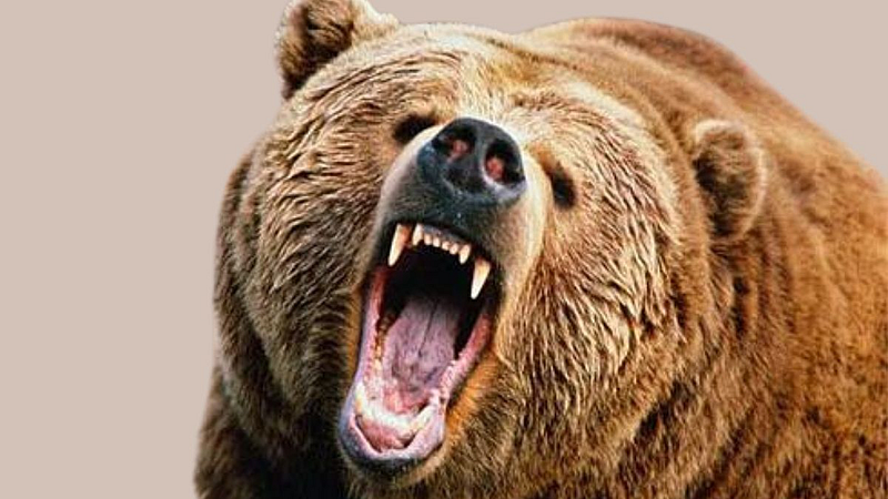 tendu leaf collection Bear attack on youth woman was attacked by Wild boar chandrapur