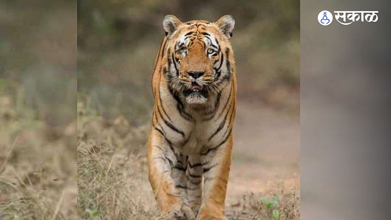 the oldest tiger in maharashtra waghdoh dies at chandrapur Sinhala forest Tadoba Tiger Project