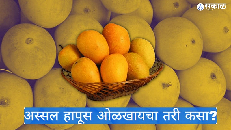 original hapus mango to identify in market used tips for buyers in kolhapur