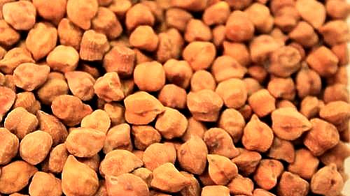 gram crop insurance