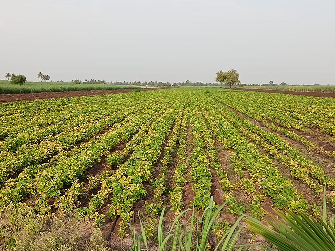 राजमा' पिकामुळे शेतकऱ्यांना फटका
