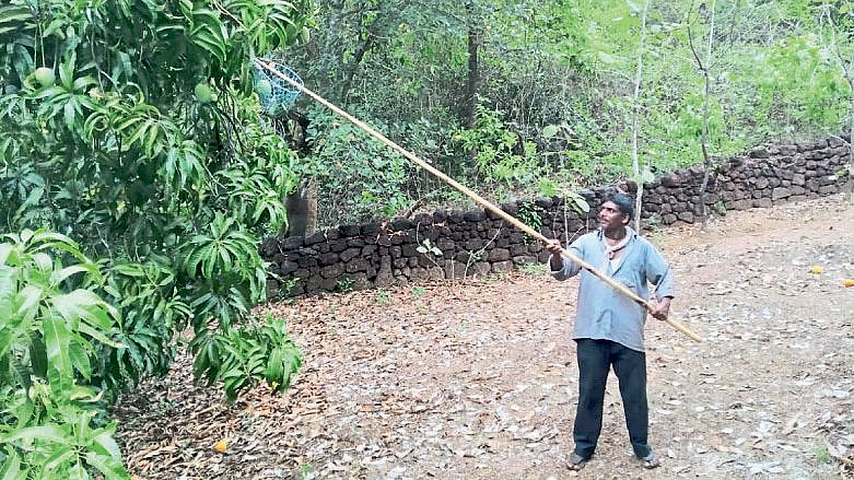 weather update Rising temperatures and possibility of unseasonal rains mango harvesting in Devgad taluka