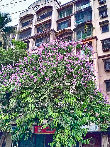ताम्हण फुलांनी मुंबई न्हाली