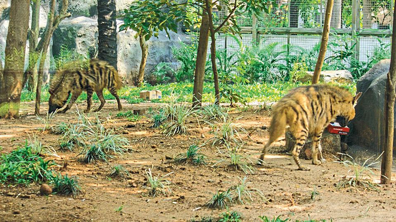 जिजामाता उद्यानातील विशेष उपाययोजना फलदायी