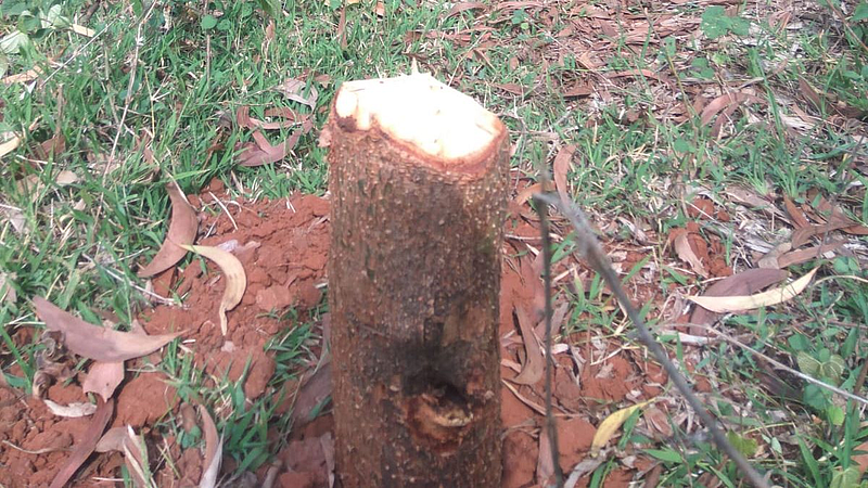 Forest Department Ignored Deforestation at Vaccine Depot belgaum