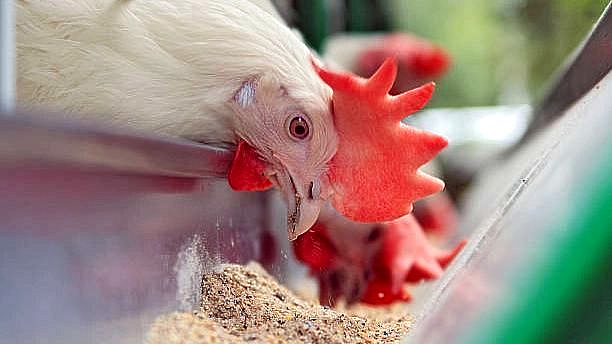 Nagpur Inflation non vegetarian chicken feed price increase