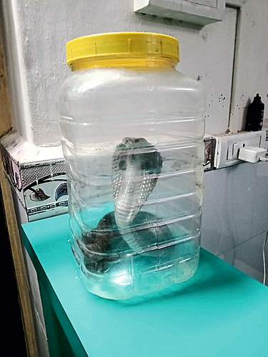 Rescue Cobra