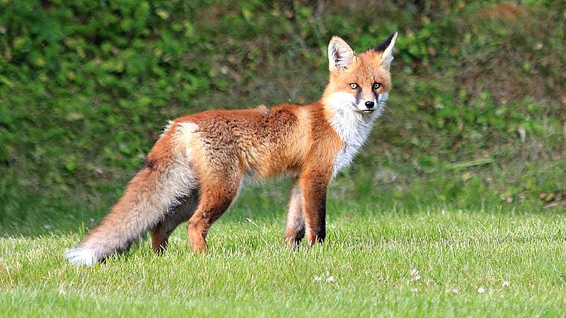 Fox