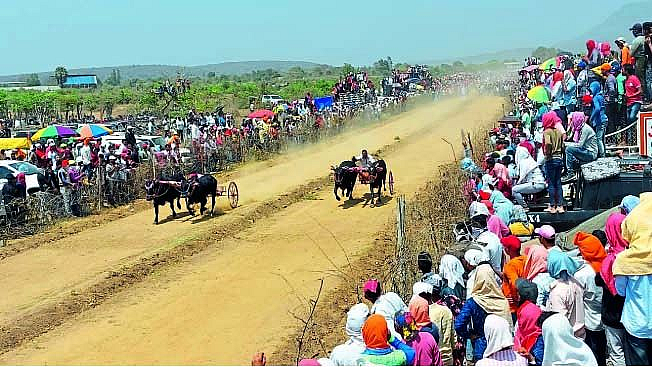 bullock cart race