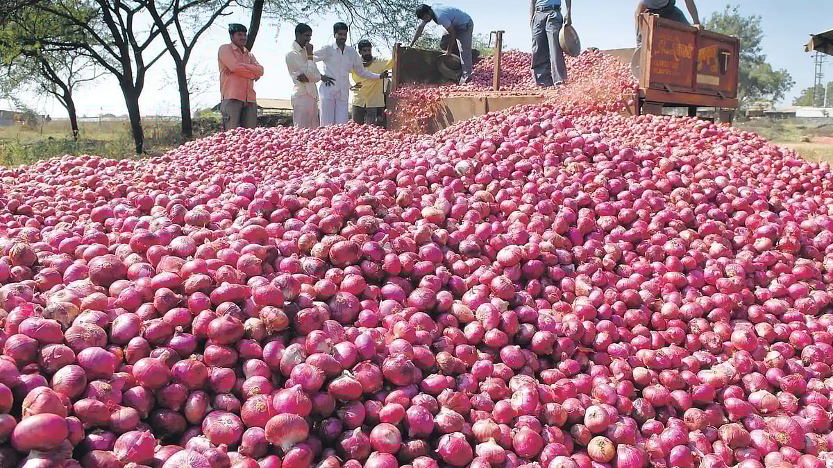 Onion Rate I कष्टाची चेष्टा! १ किलो कांदा फक्त ७५ पैशांना, शेतकऱ्याच्या