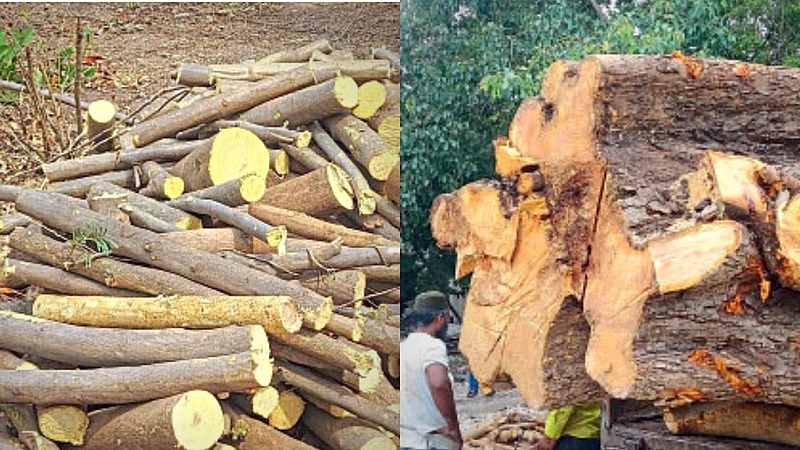 45 lakhs fine from Formica company due to cutting 90 trees pimpri Municipal Corporation