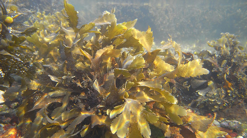 Seaweed