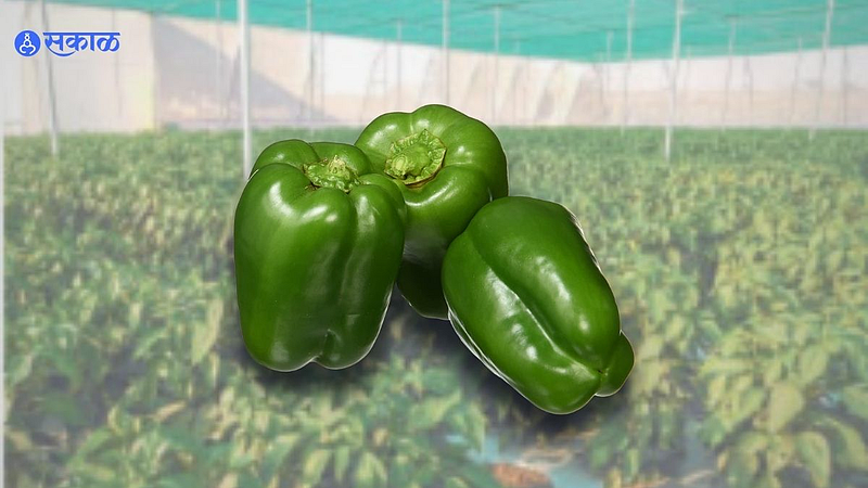 Shivna Takli farmer Capsicum Income four lakhs in twenty guntas