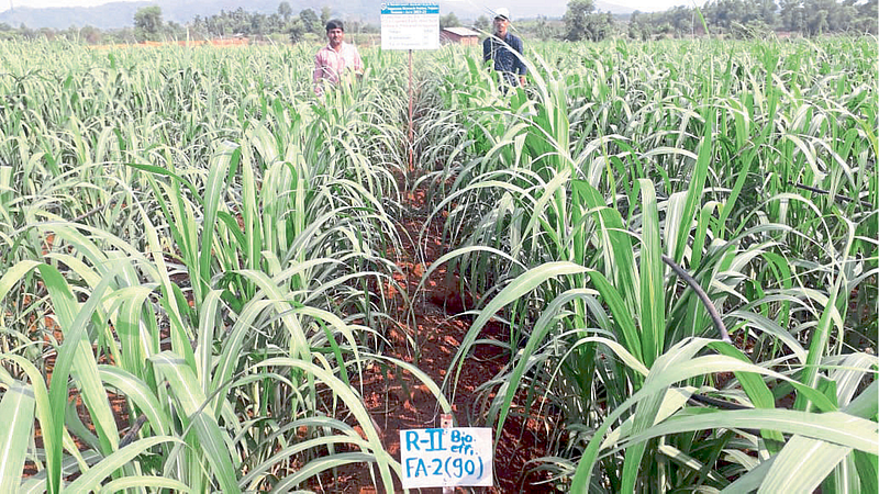 हजारो ऊस उत्पादक शेतकऱ्यांच्या दृष्टीने महत्त्वपूर्ण
