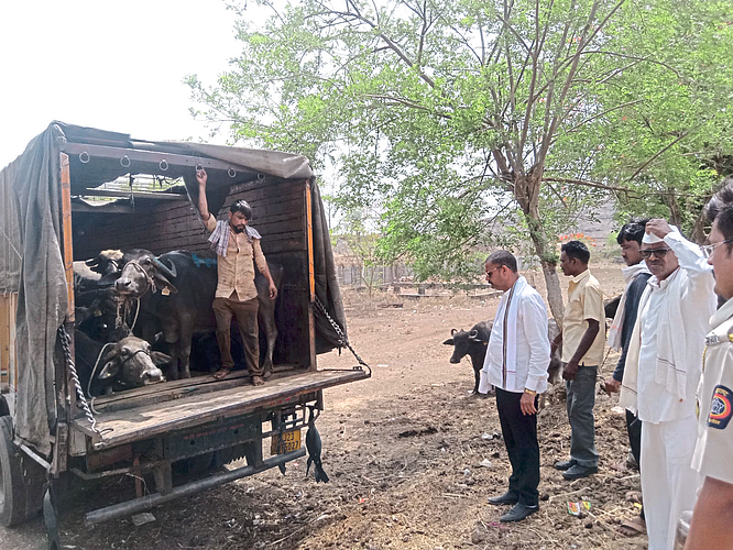 Illegal animal traffickers