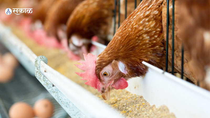 Aurangabad Inflation chicken and fule rate increase also chicken feed
