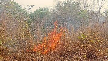 Nanded Biloli at Shivsrushti forest fire No casualtie Incident