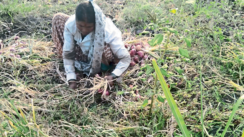 कांद्यामुळे शेतकऱ्यांच्या डोळ्यांत पाणी