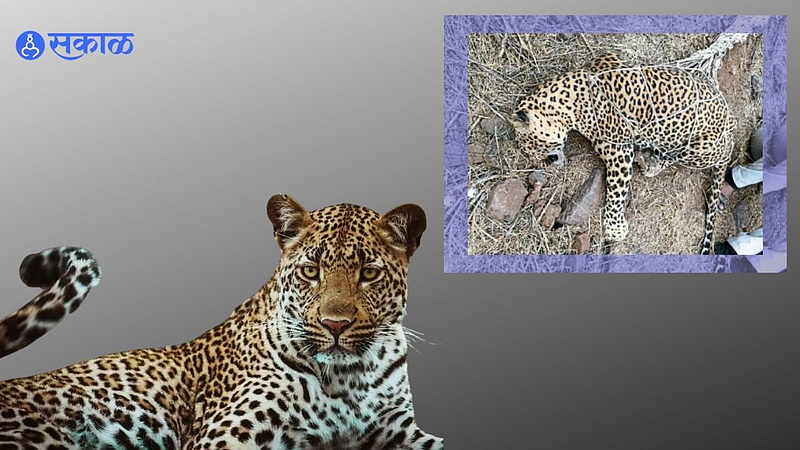 Shirur kasar Leopard hunting Bhanakwadi Filed crime against unkown