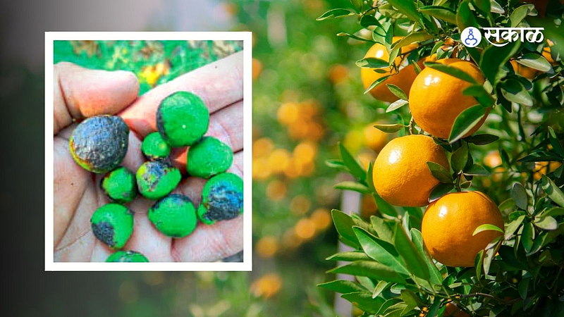 Nagpur research on oranges framers demand Start a guidance center