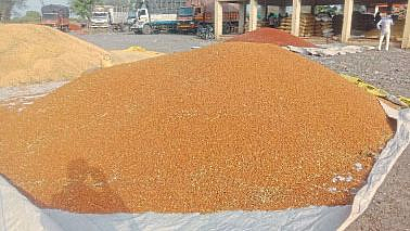 Akola farmer gram growers Thousands loss per quintal