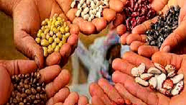 agriculture news kharif season Government of Maharashtra Department of Agriculture Online organization of seed processing competition akola