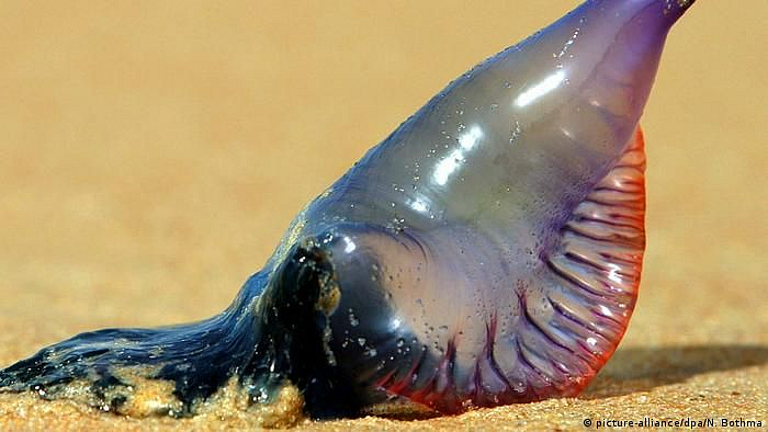 jellyfish