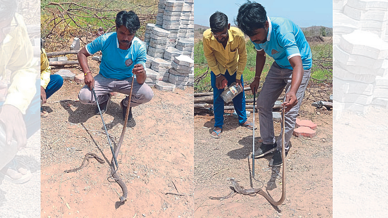 Cobra