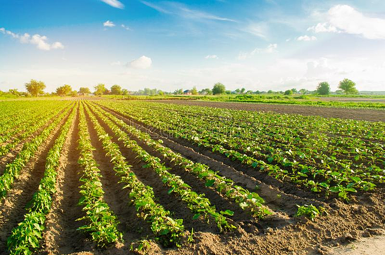 Farm Field