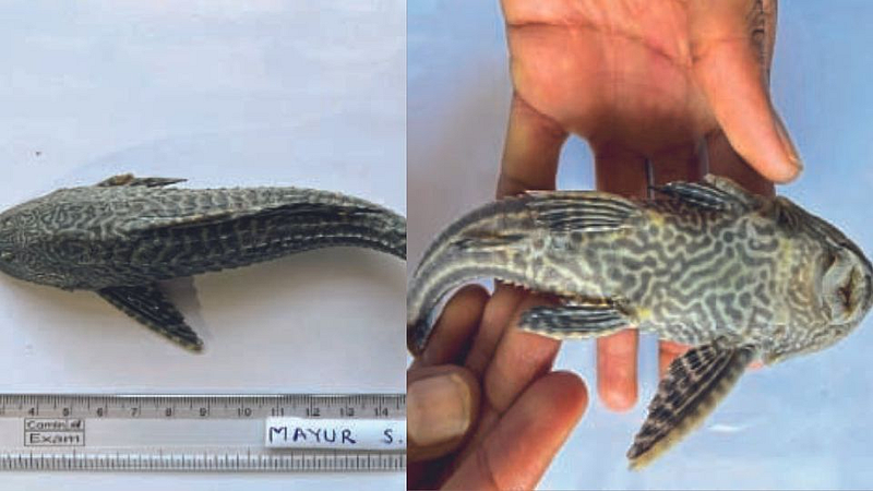 Sakar fish