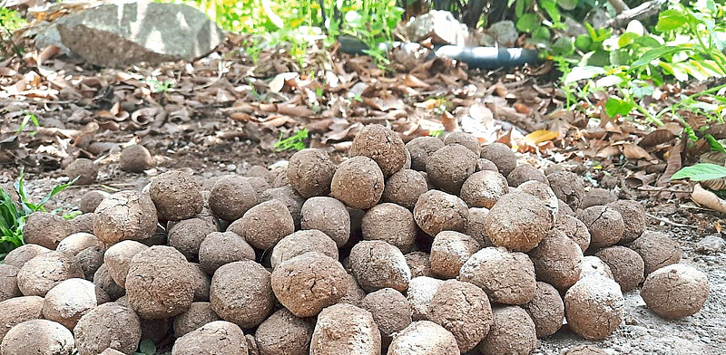 जुन्नरला दोन लाख सीडबॉल निर्मितीचा उपक्रम