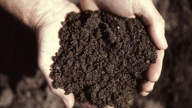 Organic fertilizer