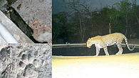 Gautala Sanctuary Three leopards found at different places Gautala Sanctuary Three leopards found at different places