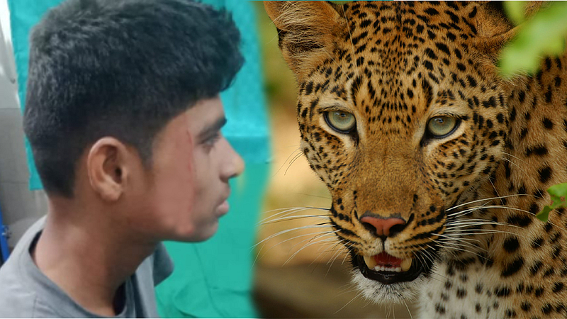Leopard Attack