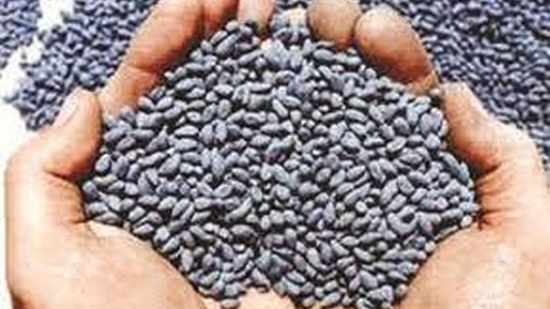 Cotton seed sales