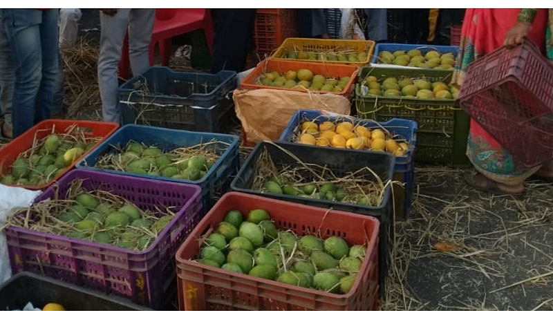 Gavaran Raiwal Mango`