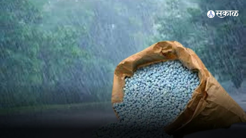 Osmanabad 75 mm heavy rain farmers rush to buy fertilizer seeds