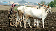 farmer farmer