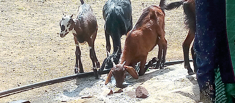 Water Scarcity in animals