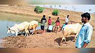Akola water scarcity citizens use animals Drinking water Akola water scarcity citizens use animals Drinking water