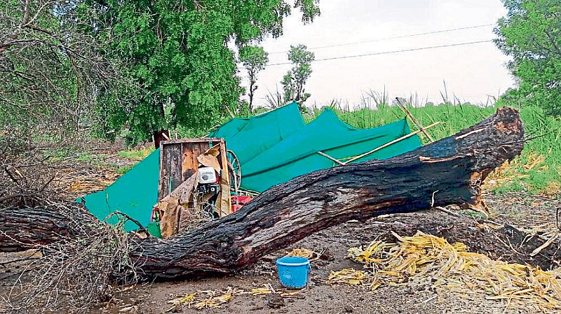 weather update monsoon rains in Telhara taluka tree fell Damage of shop and farmers