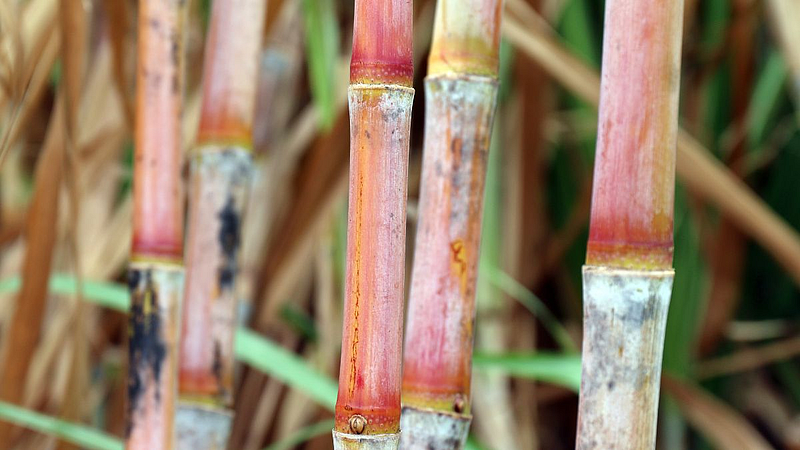 Nanded sugarcane 42000 hectare area without pruning