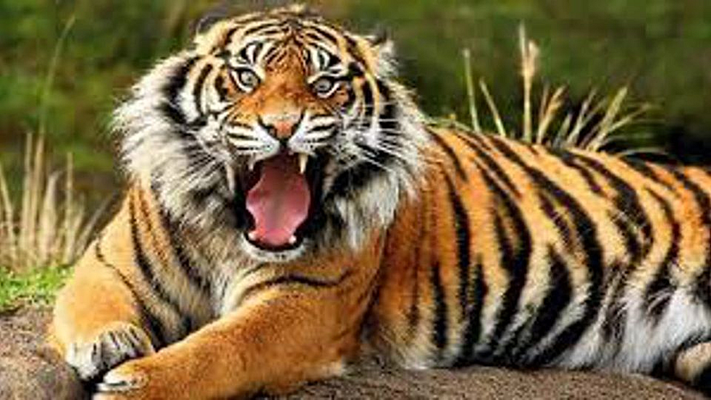 tiger attack